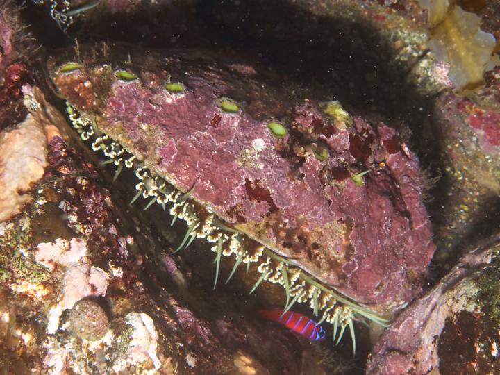 green abalone, blue-banded goby